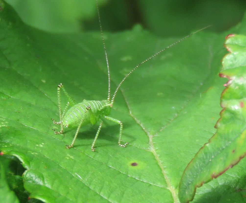  Speckled Bush-cricket   